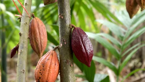 The-cocoa-tree-with-fruits.-Yellow-and-green-Cocoa-pods-grow-on-the-tree,-cacao-plantation-in-village-Nan-Thailand.