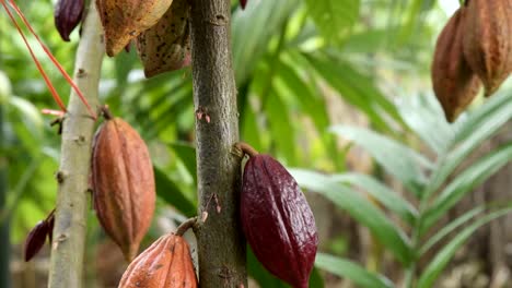 The-cocoa-tree-with-fruits.-Yellow-and-green-Cocoa-pods-grow-on-the-tree,-cacao-plantation-in-village-Nan-Thailand.