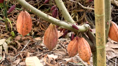 The-cocoa-tree-with-fruits.-Yellow-and-green-Cocoa-pods-grow-on-the-tree,-cacao-plantation-in-village-Nan-Thailand.