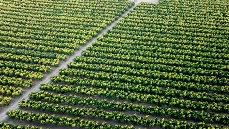 View-from-drone-of-ripe-peach-trees-garden