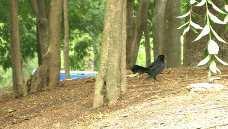 Pájaro-negra-en-el-parque