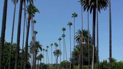 Árboles-de-palma-de-Beverly-Hills