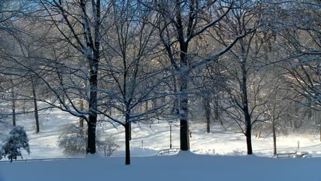 Forest-in--winter