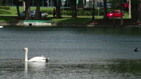 Cisnes-en-el-lago-Eola-Park