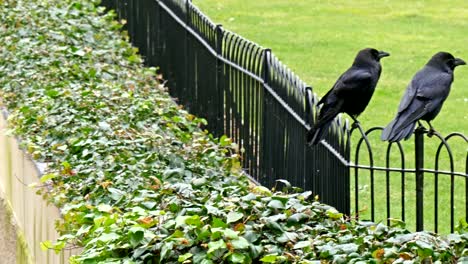 The-black-fence-of-the-tower-with-two-ravens