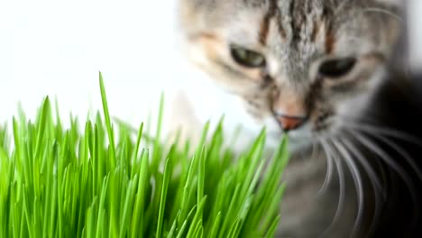 Glückliche-Katze-essen-frischen-grünen-Rasen