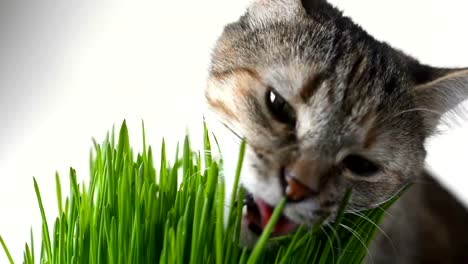 Glückliche-Katze-essen-frischen-grünen-Rasen