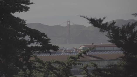 El-puente-Golden-Gate-a-través-de-árboles---material-de-archivo-de-registro-incoloro