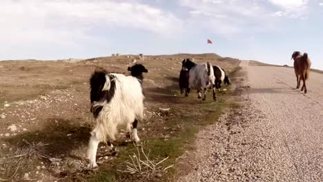 someone-follows-a-herd-of-goats-on-the-road-to-the-wasteland,-a-flag-in-the-distance