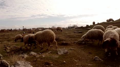 orejas-caídas-peludas-ovejas-pastan-en-una-colina-al-este-de-Turquía,-frontera-con-Siria