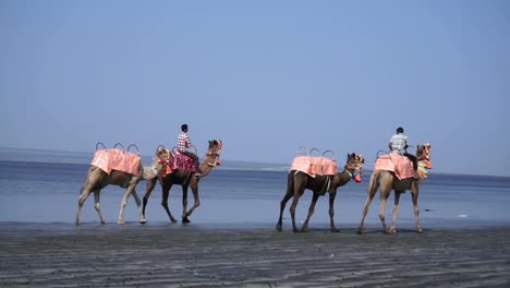 Kamel-Zug-fährt-entlang-des-Strandes-in-Indien