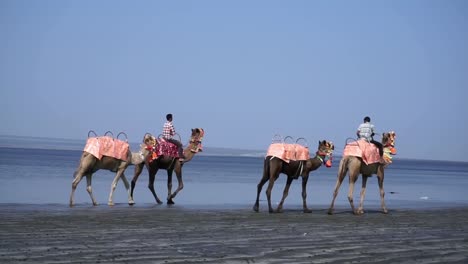 Camello-tren-viaja-a-lo-largo-de-la-playa-en-la-India