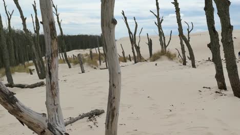 Dry-Dead-Trees-and-Branches-on-Sandy-Desert