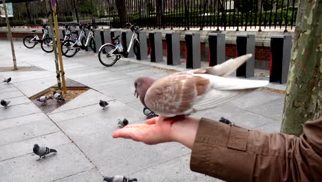 Aves-en-las-calles-de-Madrid,-palomas-y-gorriones.-Personas-alimentan-aves-de-manos.