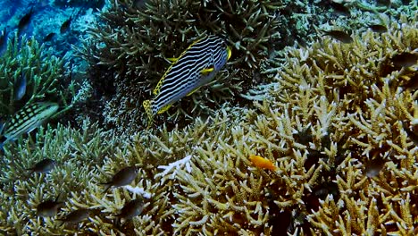 Close-up-of-Sweetlip-emperor-fish-above-hard-coral-field-on-reef-edge,-Kri-island,-Raja-Ampat,-Indonesia