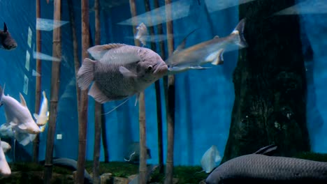 Verschiedene-Fische-schwimmen-im-riesigen-aquarium