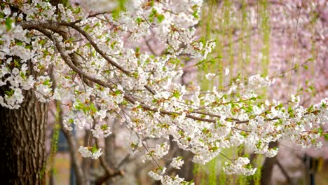 Blühende-Sakura-Cherry-blossom