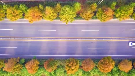 High-angle-view-the-road-in-autumn-South-Korea