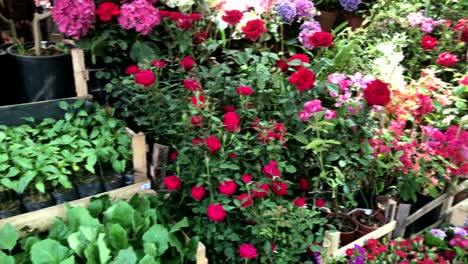 Montón-de-flores,-mercado-de-flores,-flores-de-colores-en-la-tienda,-mercado,-tienda-de-la-flor-de-4-k,-cactus,-él-como-una-jugosa,-suculenta,