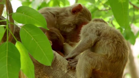 Infant_monkey_in_tree_wakes_up