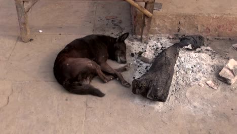 Hund-schlafen-in-der-Nähe-von-Feuer-ash-in-Varanasi,-Indien