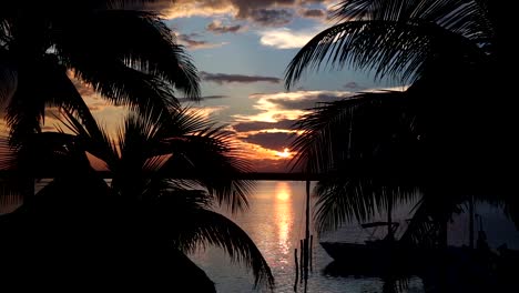 Sunset-through-palm-tree-leafs-silhouette-on-beach