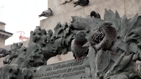 Tauben-auf-dem-Mailänder-Domplatz