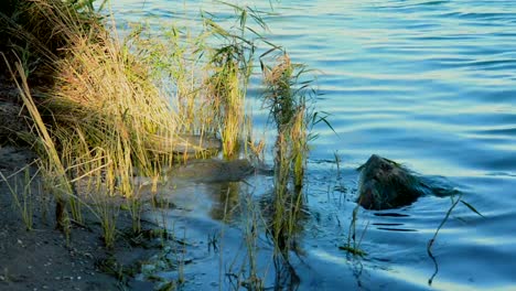 Laub-am-Fluss