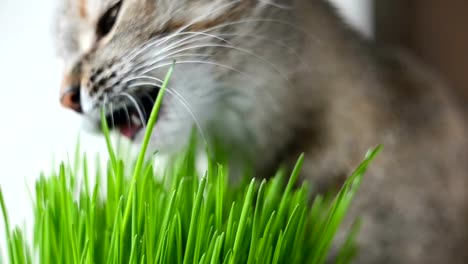 Glückliche-Katze-essen-frischen-grünen-Rasen