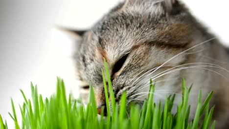 Glückliche-Katze-essen-frischen-grünen-Rasen