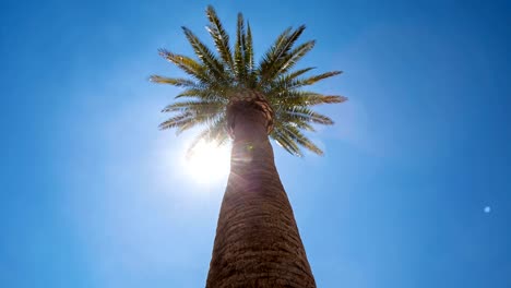 Blick-auf-Palme-und-Sun-Flare-Bewegung-rechts