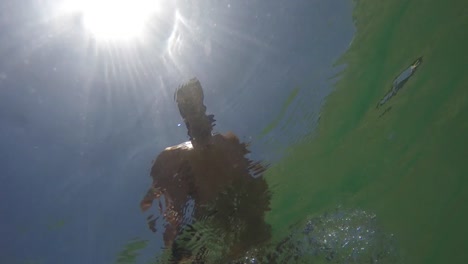 Junge-brasilianische-Kerl-Spaß-haben-und-dabei-eine-Selfie-am-Strand