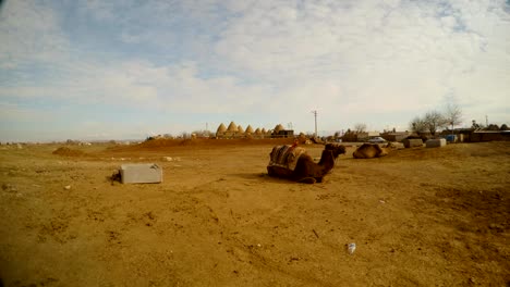 camels-lie-on-the-ground,-clay-houses-in-the-distance-in-an-Arab-village,-close-to-the-border-between-Turkey-and-Syria