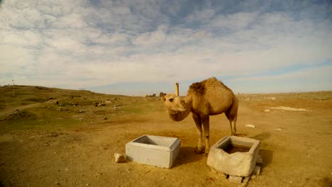 camello-mastica,-contenedores-de-concreto-para-el-alimento,-al-este-de-Turquía,-frontera-con-Siria