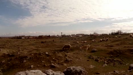 shepherd-dog-and-sheep-flock-on-the-hill-and-ruins