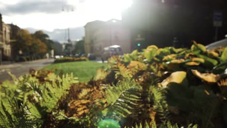 Sunny-Oslo-Street-From-Behind-Green-Plants