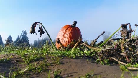 Kürbisfeld-Oktober-Halloween-Titel-Background-Boden-blauen-Himmel