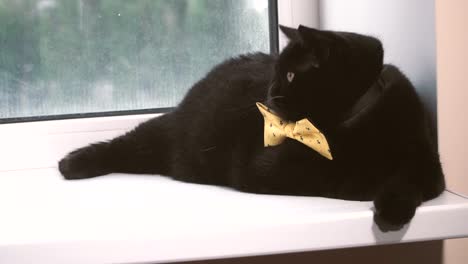 Black-cat.-Black-cat-with-yellow-bow-is-on-the-windowsill