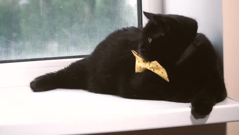 Black-cat.-Black-cat-with-yellow-bow-is-on-the-windowsill