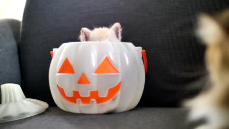 4K-Cute-tabby-kitten-hiding-inside-pumpkin-bucket,-Happy-Halloween