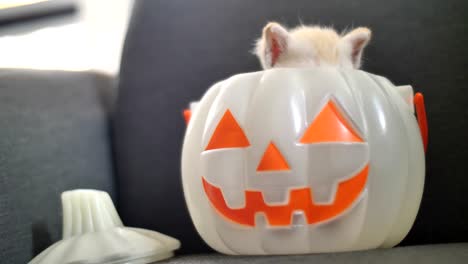 4K-Cute-tabby-kitten-hiding-inside-pumpkin-bucket,-Happy-Halloween