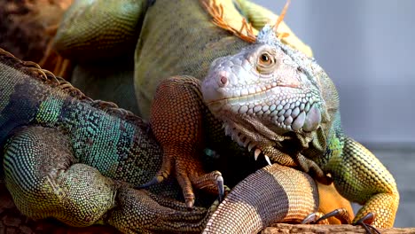 Leguan-auf-andere-Leguan-auf-Baum-sitzen-hautnah