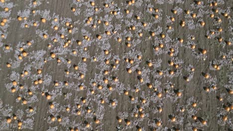Bird's-Eye-View-of-a-Pumpkin-Patch-on-a-Farm-Ready-for-Harvest-Aerial-Flyover