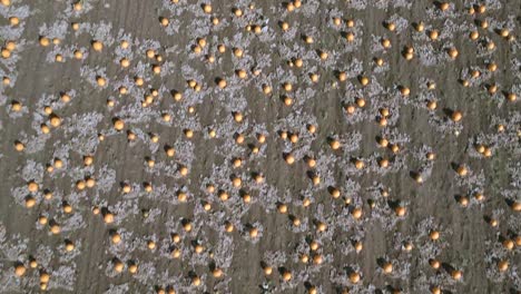 Vogelperspektive-von-Pumpkin-Patch-auf-einer-Farm-bereit-zur-Ernte-Antenne-Überführung