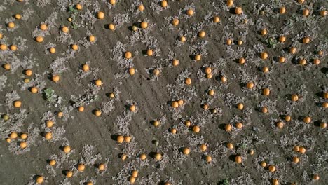 Bird's-Eye-View-of-a-Pumpkin-Patch-on-a-Farm-Ready-for-Harvest-Aerial-Flyover