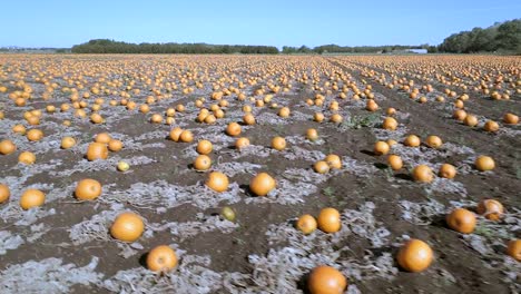 Pumpkin-Patch-on-a-Farm-Ready-for-Harvest-Aerial-Flyover