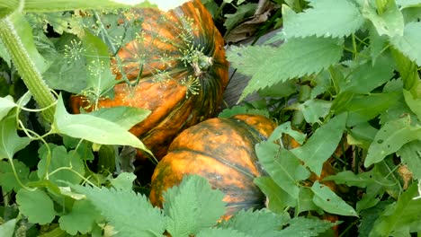 Closeup-view-of-ripe-orange-pumpkins-between-green-plants