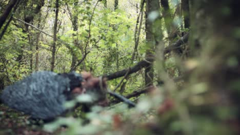 4k-Halloween-Dark-Angel-Frau-mit-schwarzen-Flügeln-im-Wald-erwacht