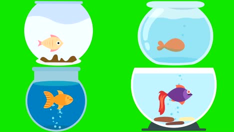 Cartoon-Fish-Bowls-with-Fish-on-a-Green-Screen