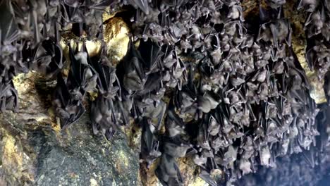 Maus-Fledermäuse-auf-der-Höhle-Bogen-in-Pura-Goa-Lawah-(Fledermaus-Höhle-Tempel).-Der-Tempel-ist-gebaut-um-eine-Tropfsteinhöhle,-die-Tausende-von-Fledermäusen-untergebracht.-Ost-Bali.-Indonesien